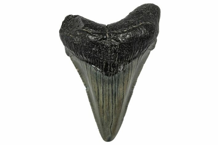 Juvenile Megalodon Tooth - South Carolina #340545